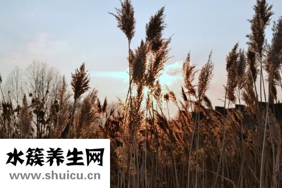 水草花怎么織