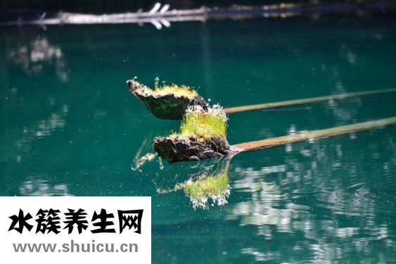 水草花怎么織