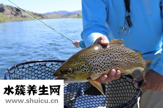 小鵝怎么養殖技術