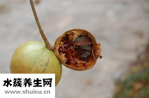 看石榴怎么養