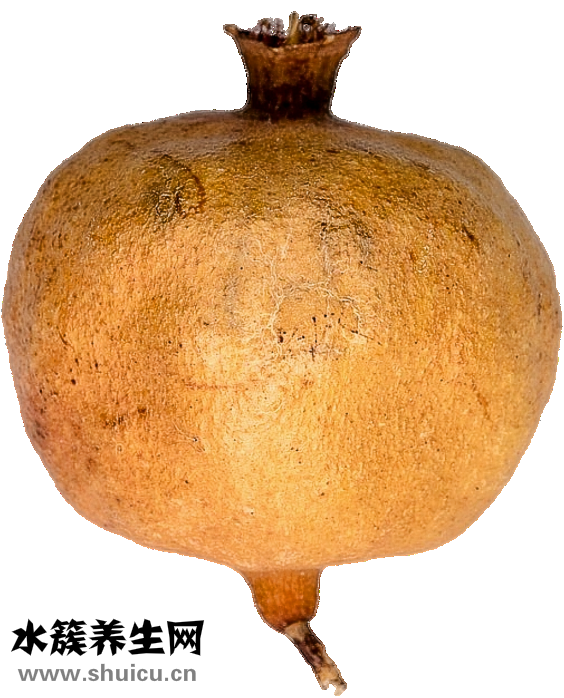 看石榴怎么養