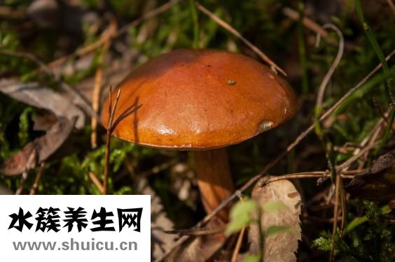 怎么試出蘑菇