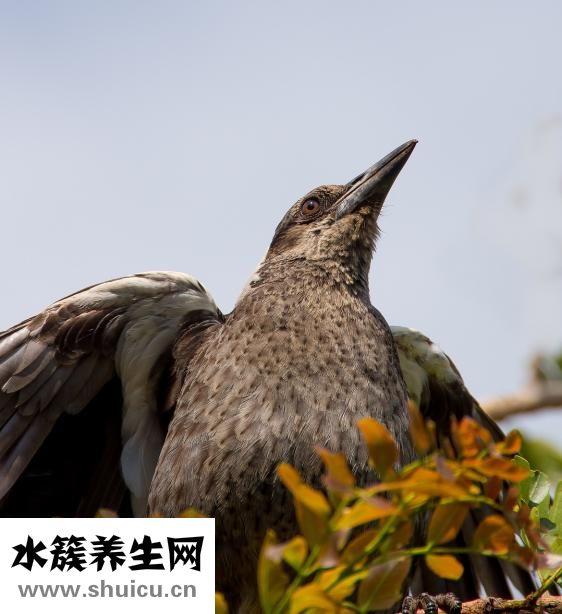 怎么養喜鵲