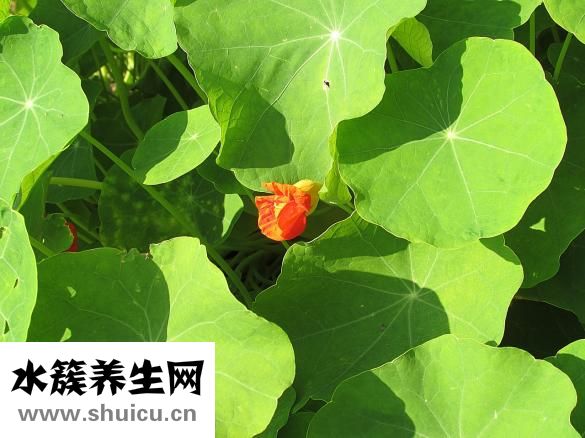 紫金花的怎么養