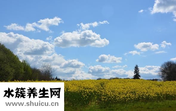 紫金花的怎么養