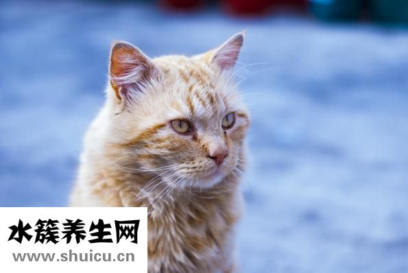 長白睫毛是怎么回事
