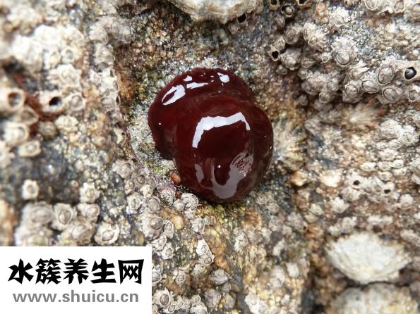 怎么做魚火鍋