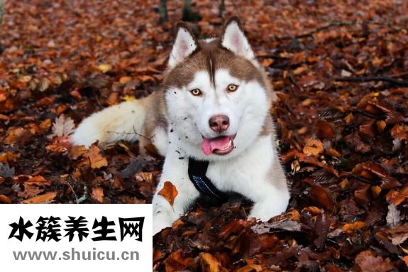 哈士膜怎么頓
