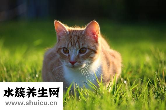 貓護食怎么辦