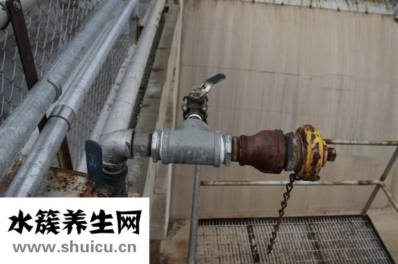 金錢橘怎么種