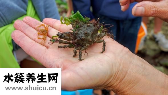 油頭怎么梳