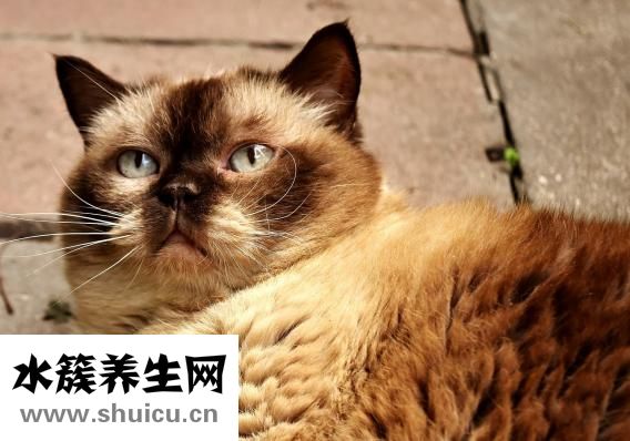 貓護食怎么辦