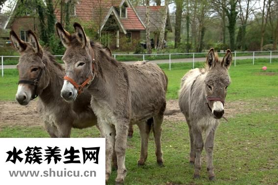 下循環魚缸怎么換水