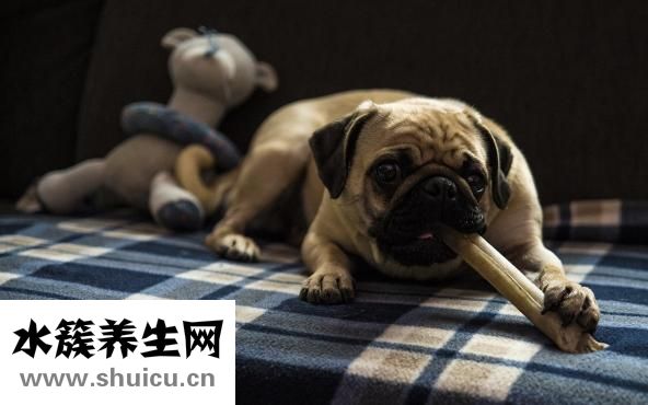 主婚人怎么當