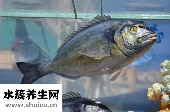 下循環魚缸怎么換水