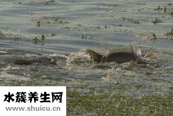 體內濕邪重怎么辦