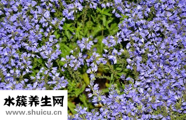 卷針怎么勾