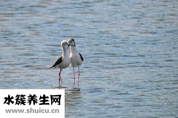 嚴重脫水怎么補能量