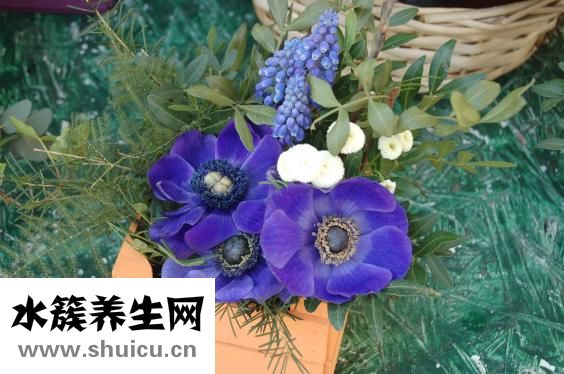 刀疤豆怎么做