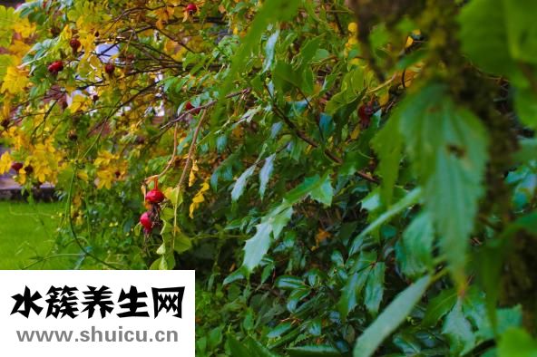 卷針怎么勾