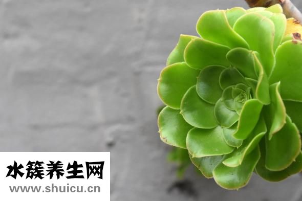 吊蘭怎么長