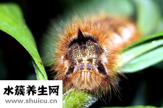 醫生取白帶怎么取的