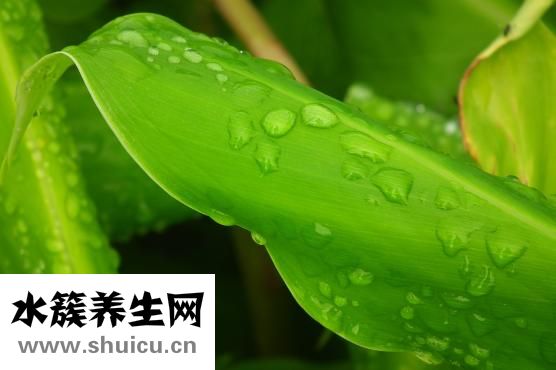 吊蘭怎么長