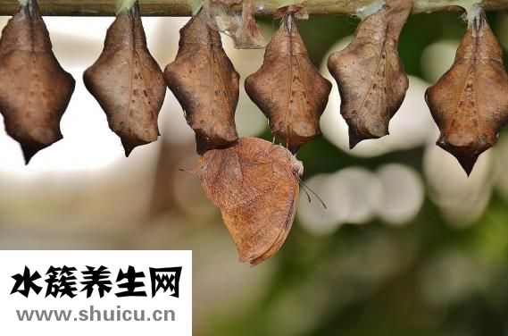 醫生取白帶怎么取的