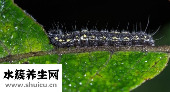 醫生取白帶怎么取的