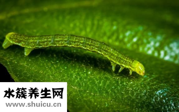 醫生取白帶怎么取的