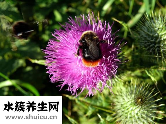 豬怎么量體溫