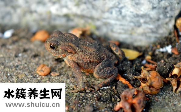蟾蜍毒怎么解