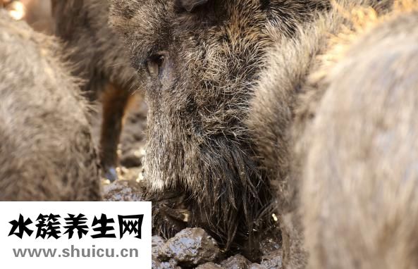 瘦肉煮湯怎么做好吃