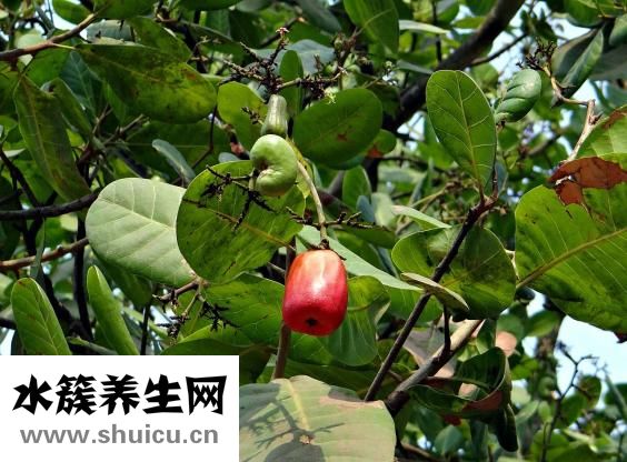 皮手鏈怎么戴