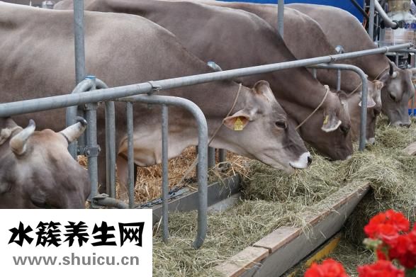 耗油牛柳怎么做好吃