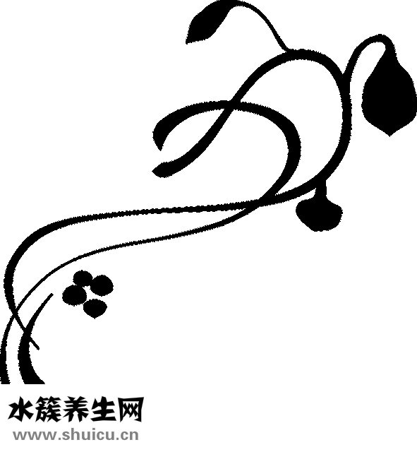 姜薯怎么種