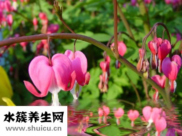 豬血怎么去