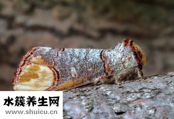 蚱蜢怎么編