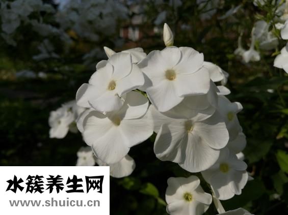 石蒜花怎么種