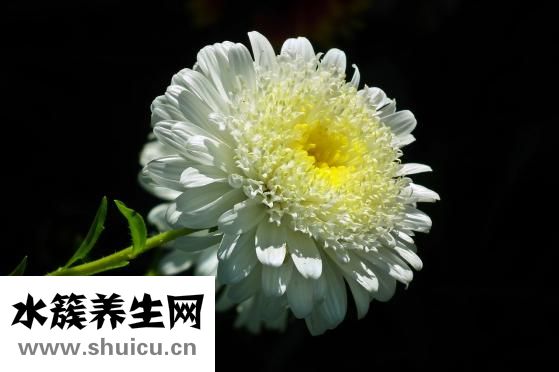 石蒜花怎么種
