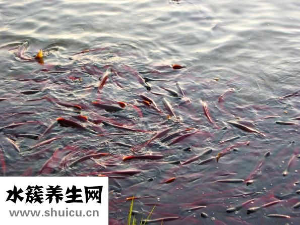 章魚卵怎么吃