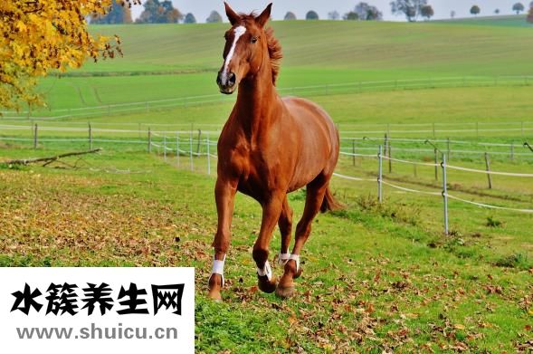 擬鱷龜怎么長得快