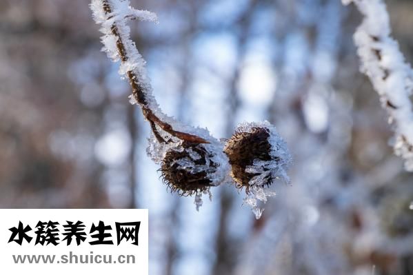 肥魚怎么做湯