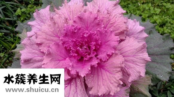 球芽甘藍怎么吃