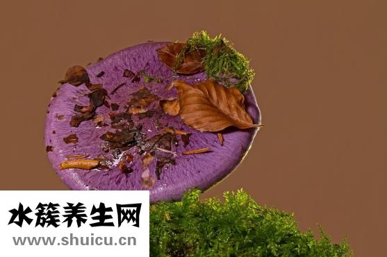 球芽甘藍怎么吃