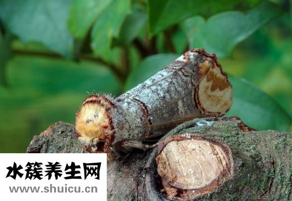 蚱蜢怎么編