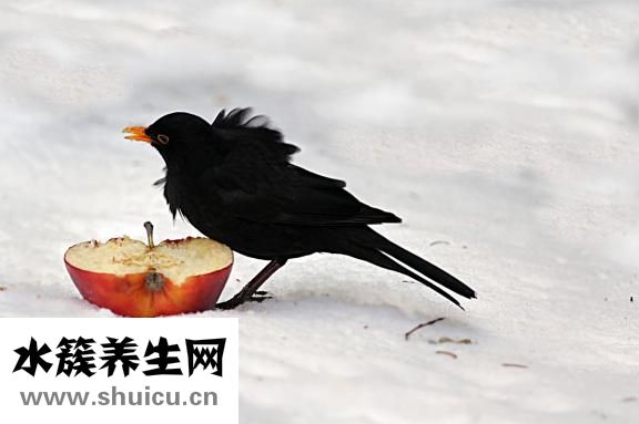 肥魚怎么做湯