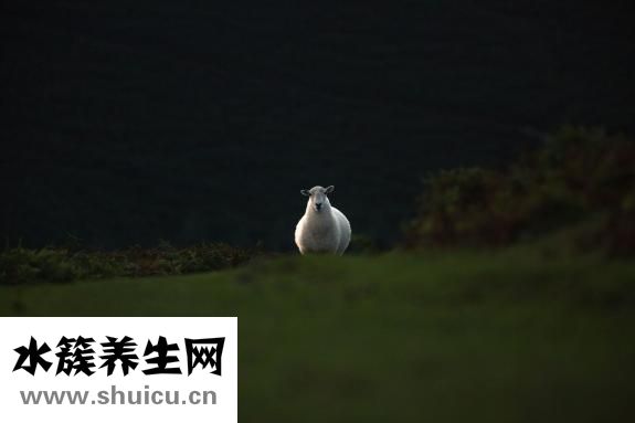 缺鋅該怎么補