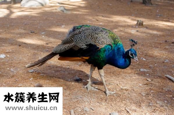 怎么干點副業