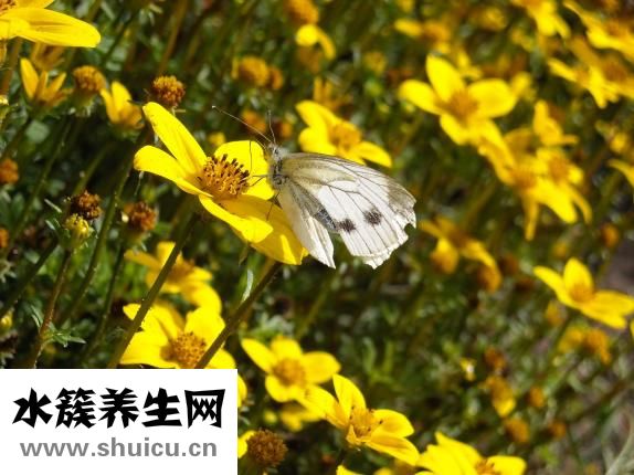 肥魚怎么做湯